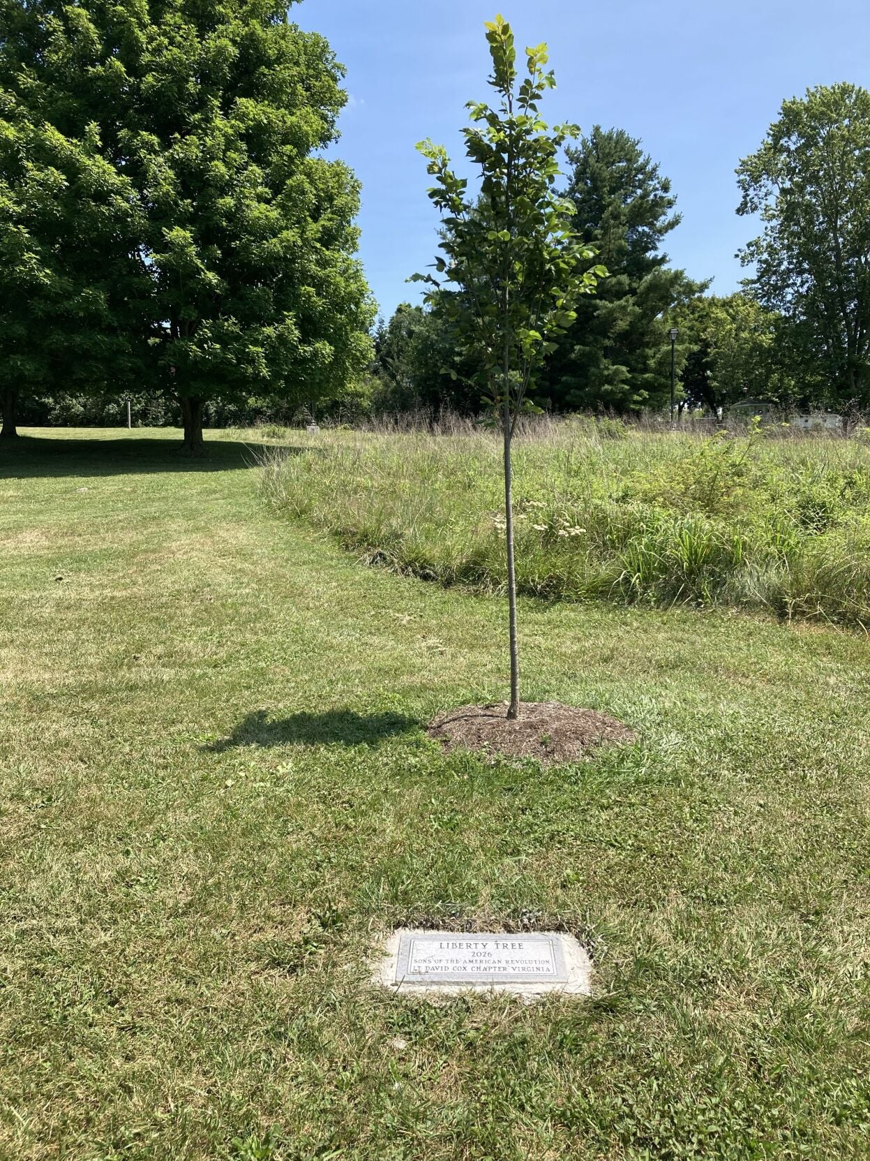 Liberty Tree