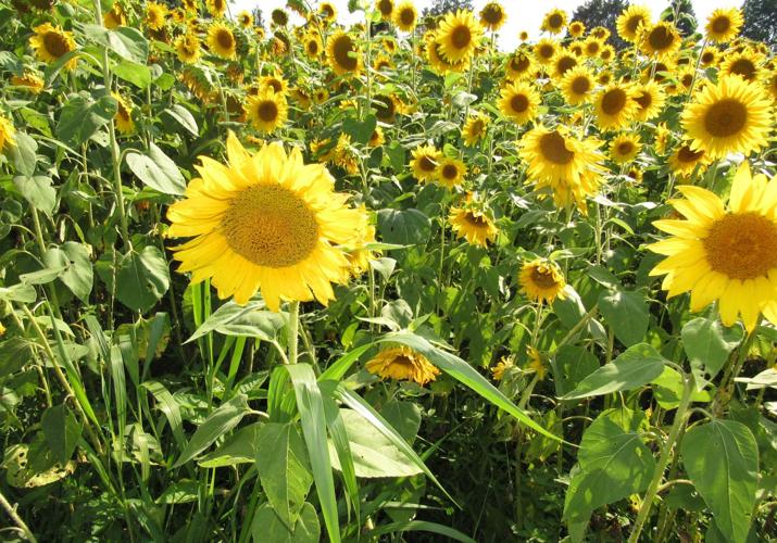 Sunflowers