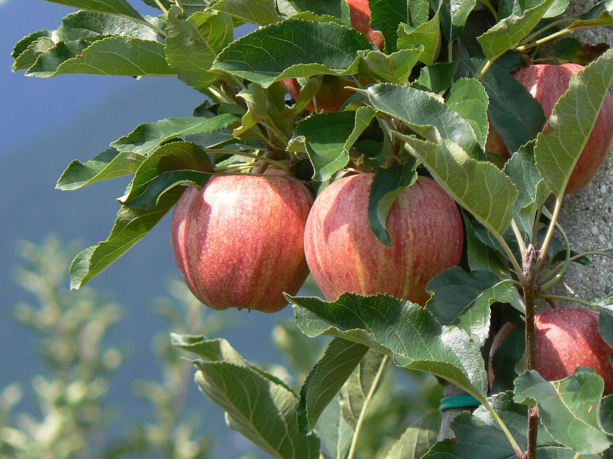 Myers Apples