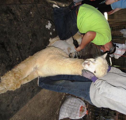 Dreamland Alpacas