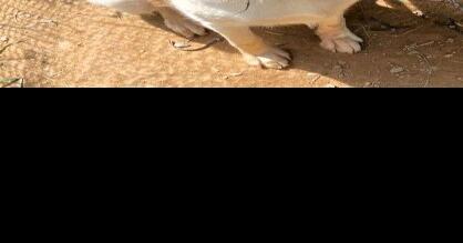 Pet of the Week - Vimarsana News