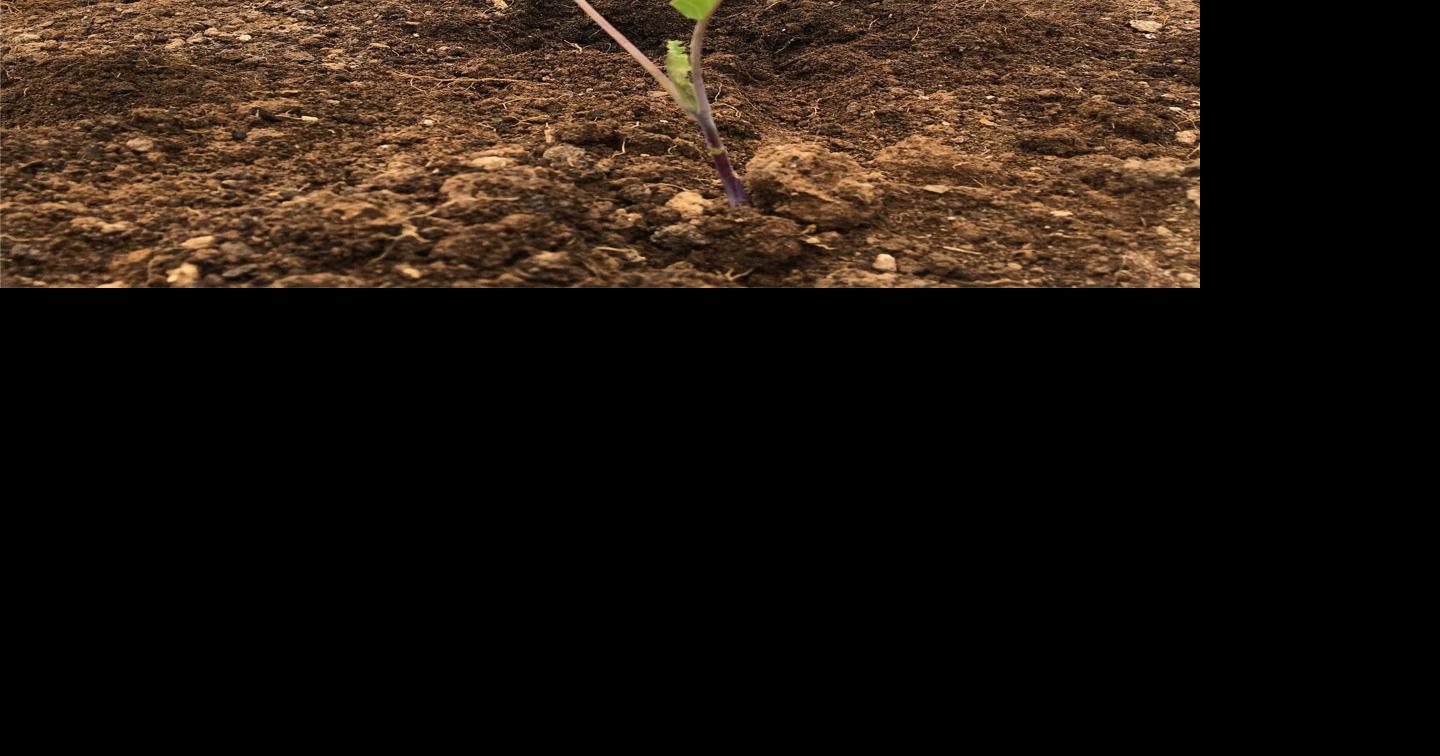 Copper Hill farm set for popup next week