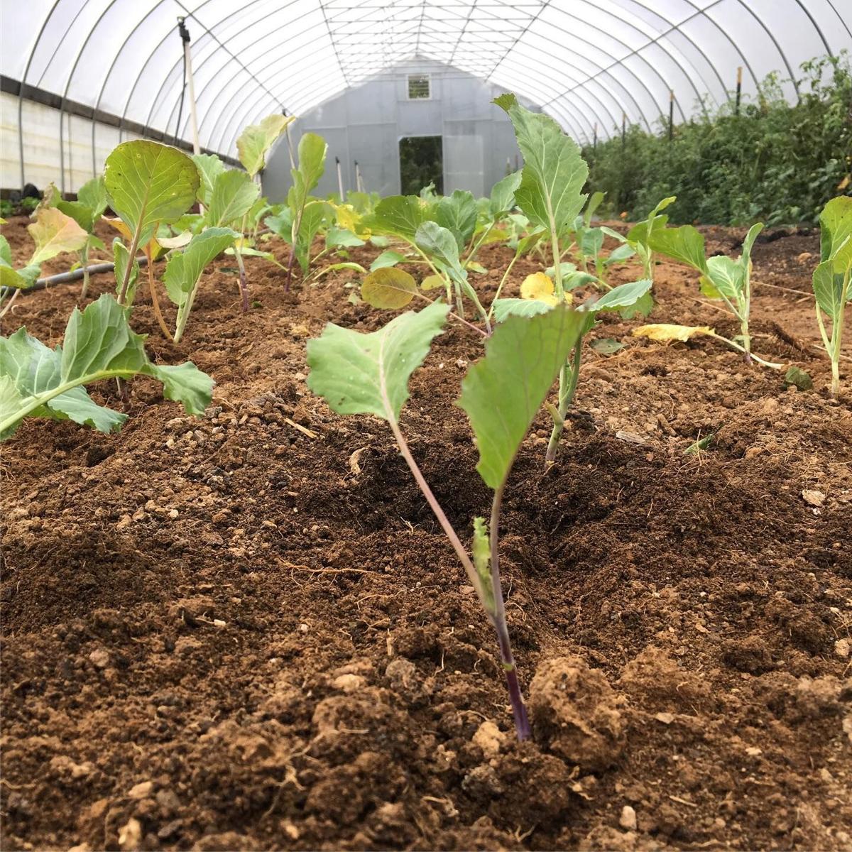 Copper Hill farm set for popup next week