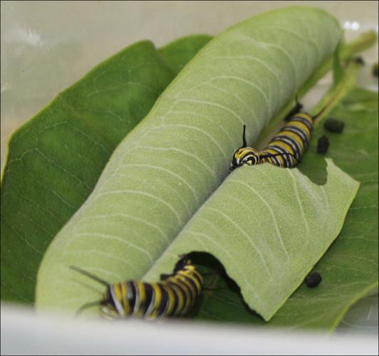 SMY 0810 BR catepillars.jpg