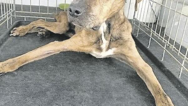 Animal cruelty charge sent to grand jury - Vimarsana News