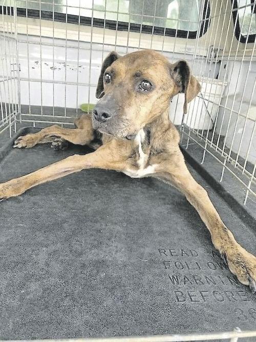 Animal Cruelty Case