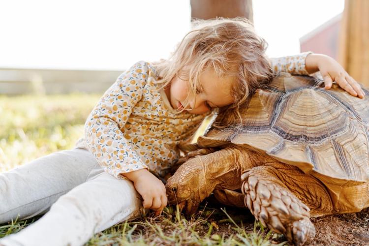 ruby the tortoise