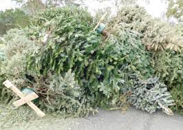 Christmas tree recycle