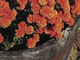 mums (copy)