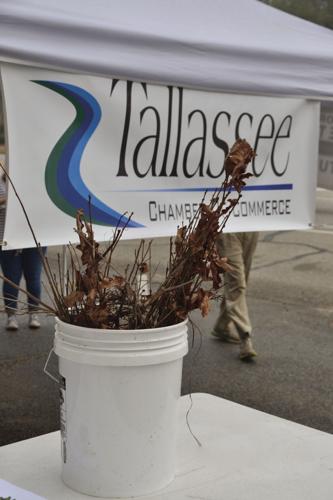 0303 Arbor Day3.jpg
