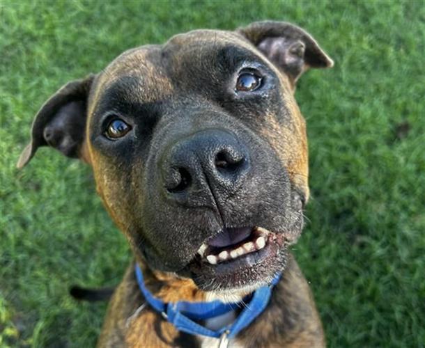 Meet Dozer, a ⁣lovable boxer mix!