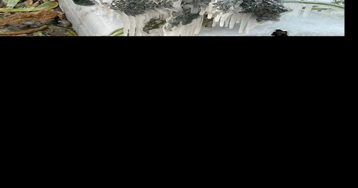 January cold snap deals blow to local strawberry farms