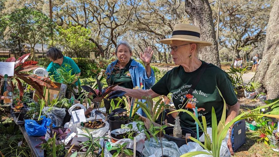 City Chalk Fest will feature art and the green thumbs of the Temple