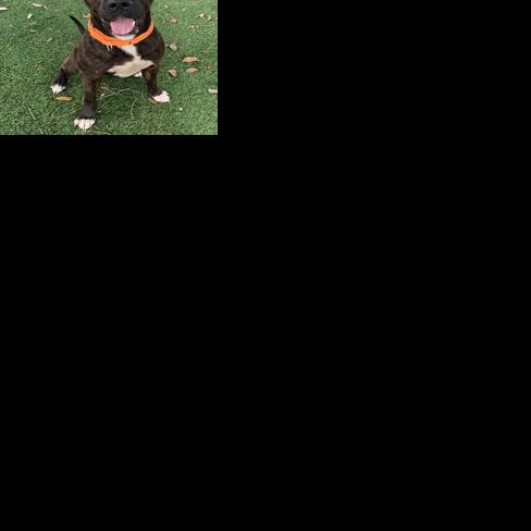 Pet Spotlight of the Week | Digital Highlights