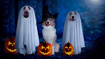 Costumed event at Carrollwood Village Park to be a howling good time