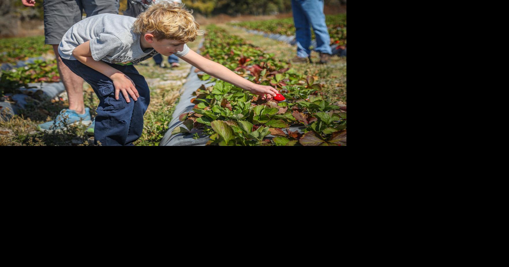 Weck Farms in Lutz offers a U-Pick strawberry experience close to home