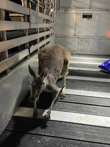 Hopper kangaroo sale