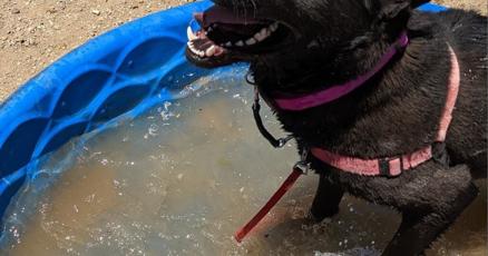 Stray Hearts Animal Shelter weekly report