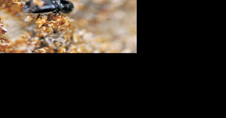 In 2022 burn scar: first fire, then floods, now plague of insects - Vimarsana News