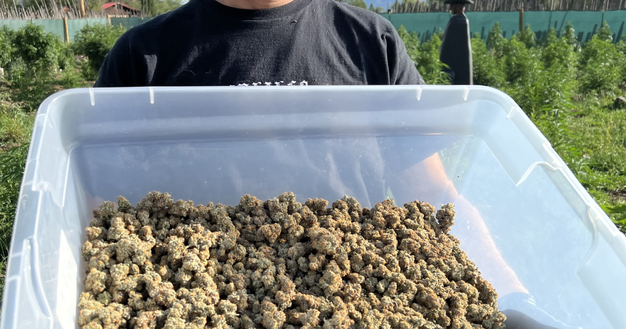 Taos Mountain Budz owners discuss the benefits — and challenges — of growing organic - Vimarsana News