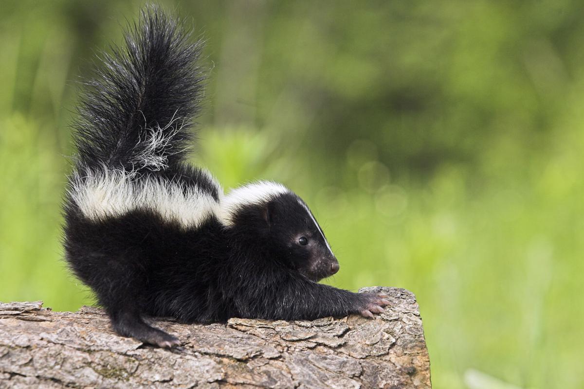 Taos Bark Here Come The Skunks Columns Taosnews Com