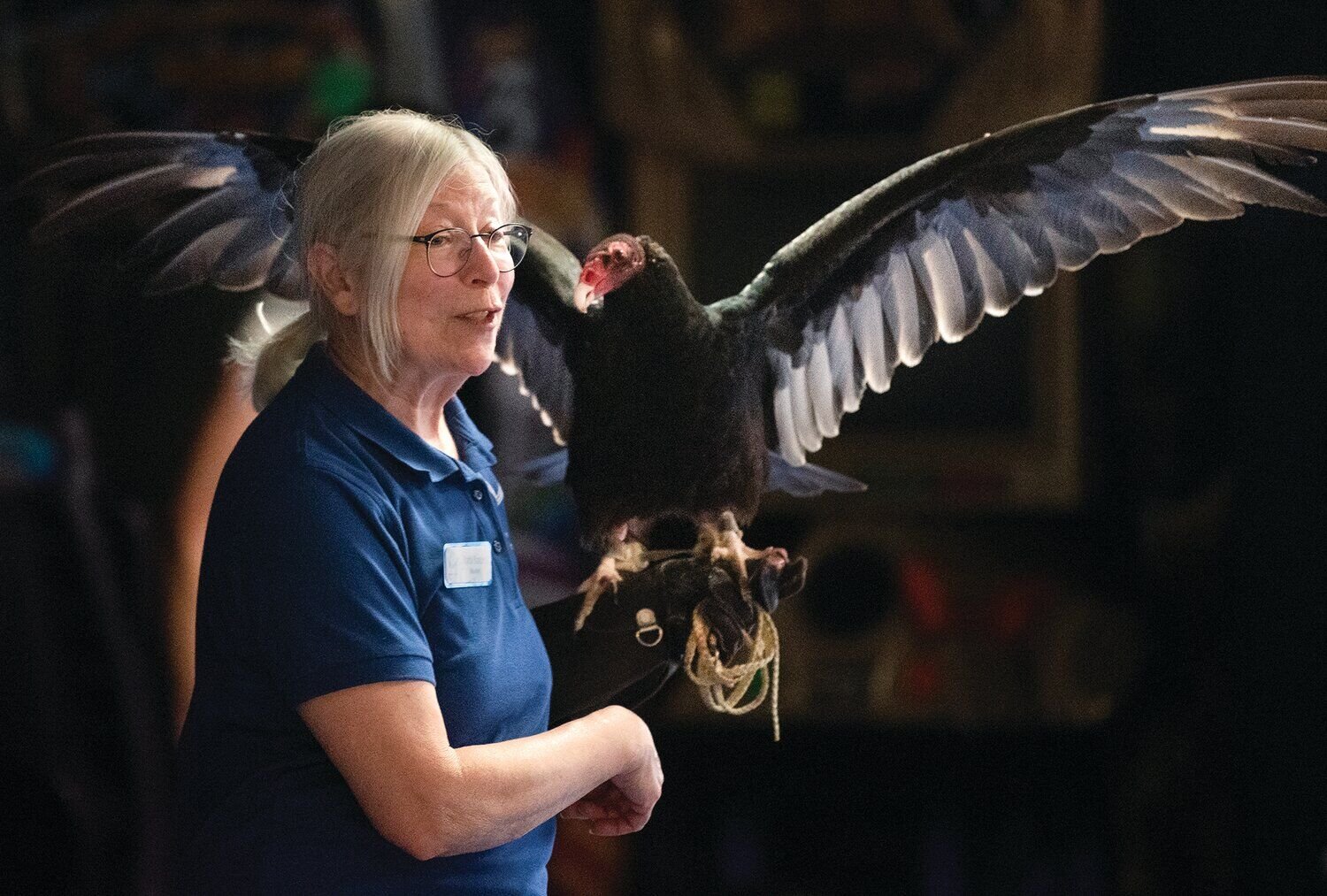 Turkey vultures: Nature's great-distance drifters | Environment