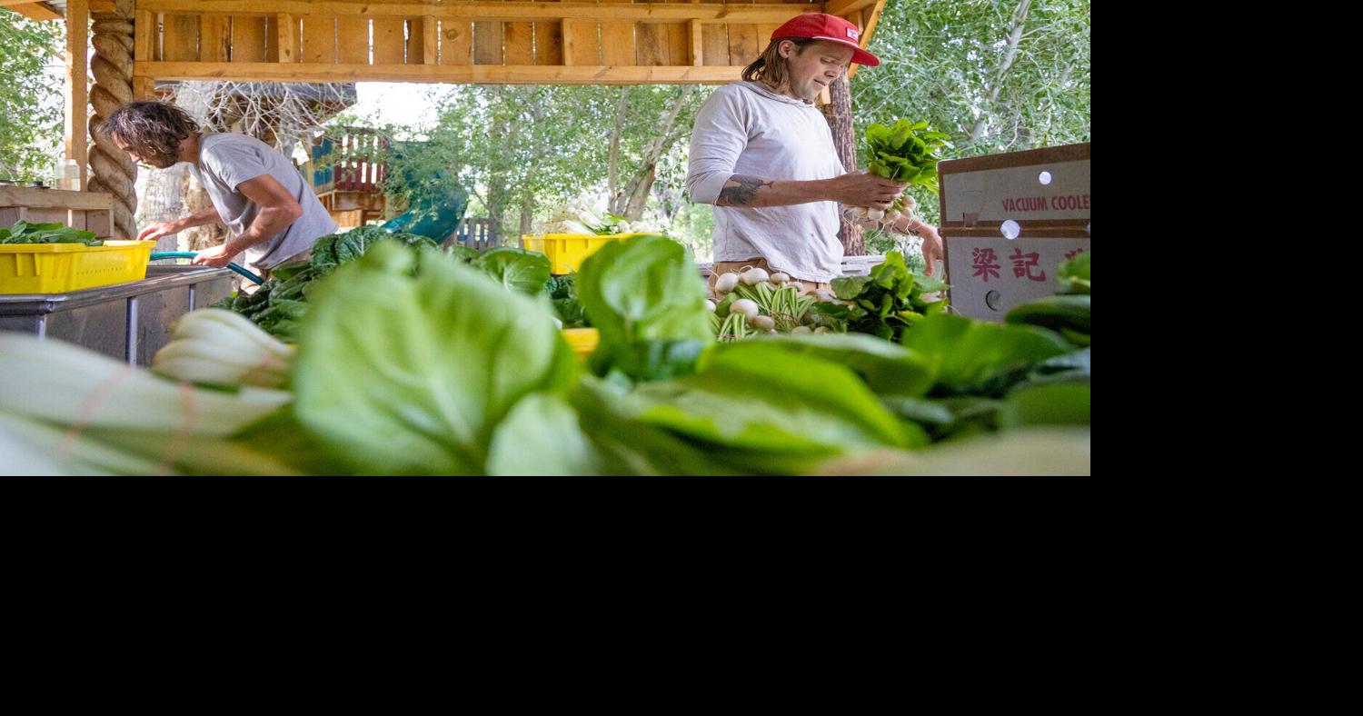 Read moreFrom farm to market, Taos family grows produce, community
