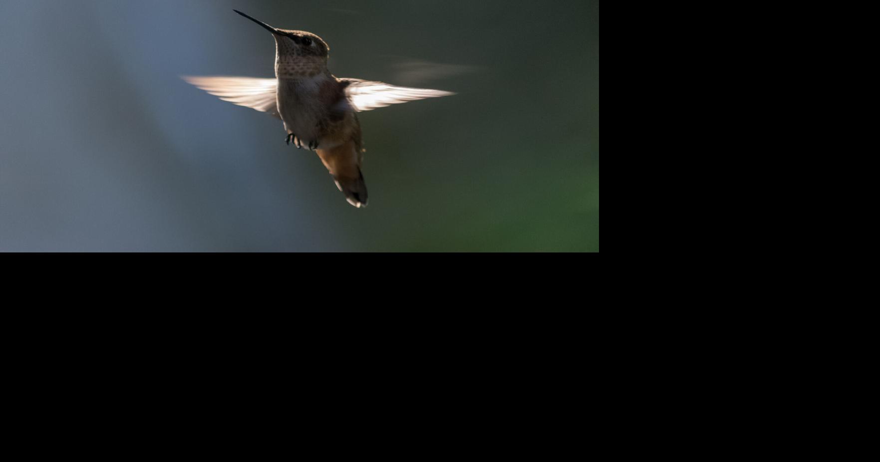 Editor's note: Humming a new tune | Culture | taosnews.com