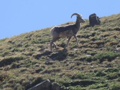 Barbary sheep canyon habitat New Mexico Texas