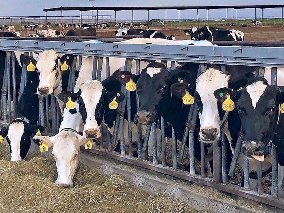 New Mexico dairy industry drowning in glut of milk Coronavirus