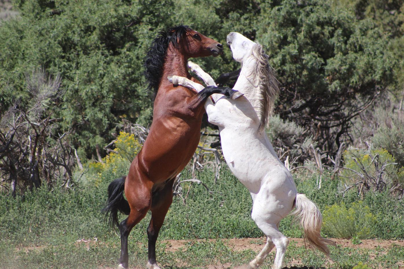 Nonprofit Strives To Protect Wild Horse Herd Near Colorado Border Local News Taosnews Com