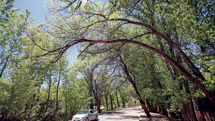 Rethinking The Dreaded Siberian Elm Environment Taosnews Com Rethinking The Dreaded Siberian Elm Environment Taosnews Com