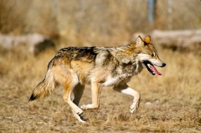 Mexican gray wolf captured near Angel Fire | Environment 
