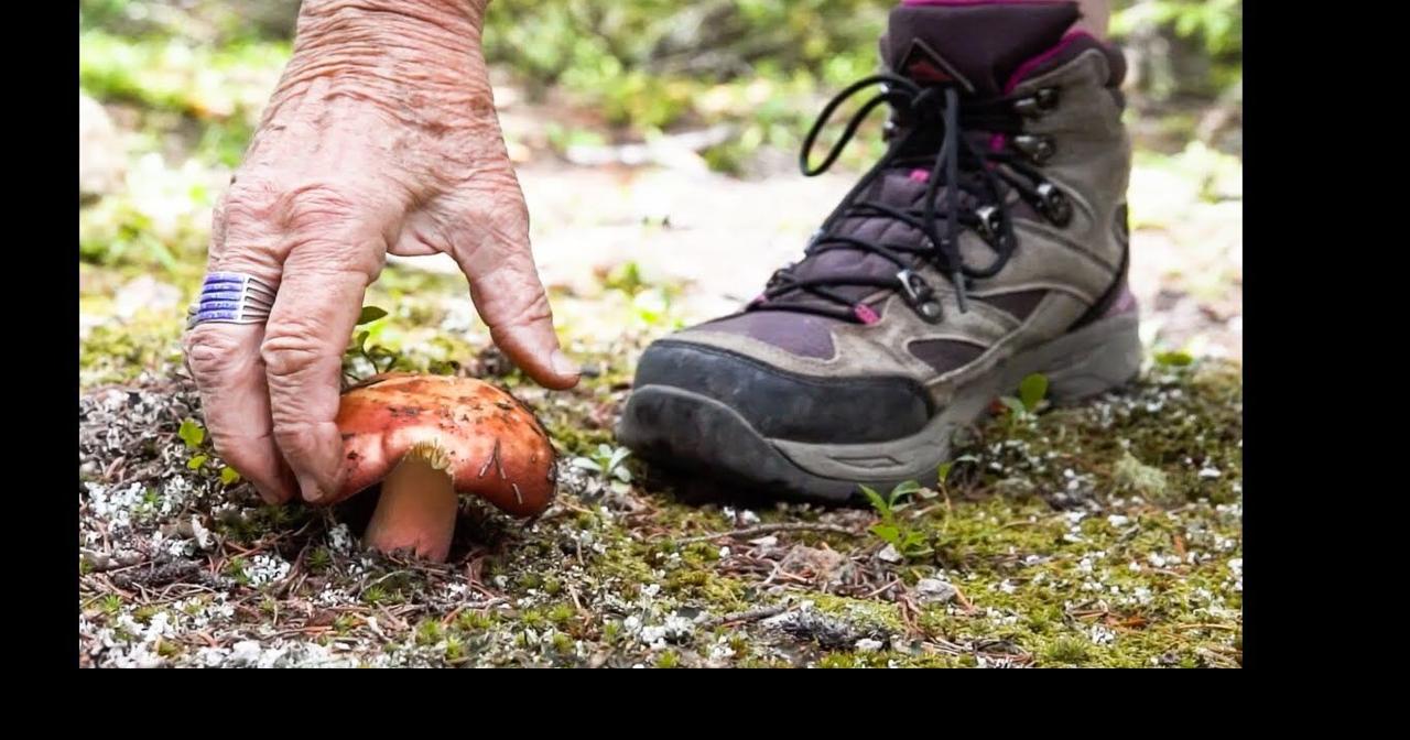 Wild Mushroom Hunting in Northern New Mexico