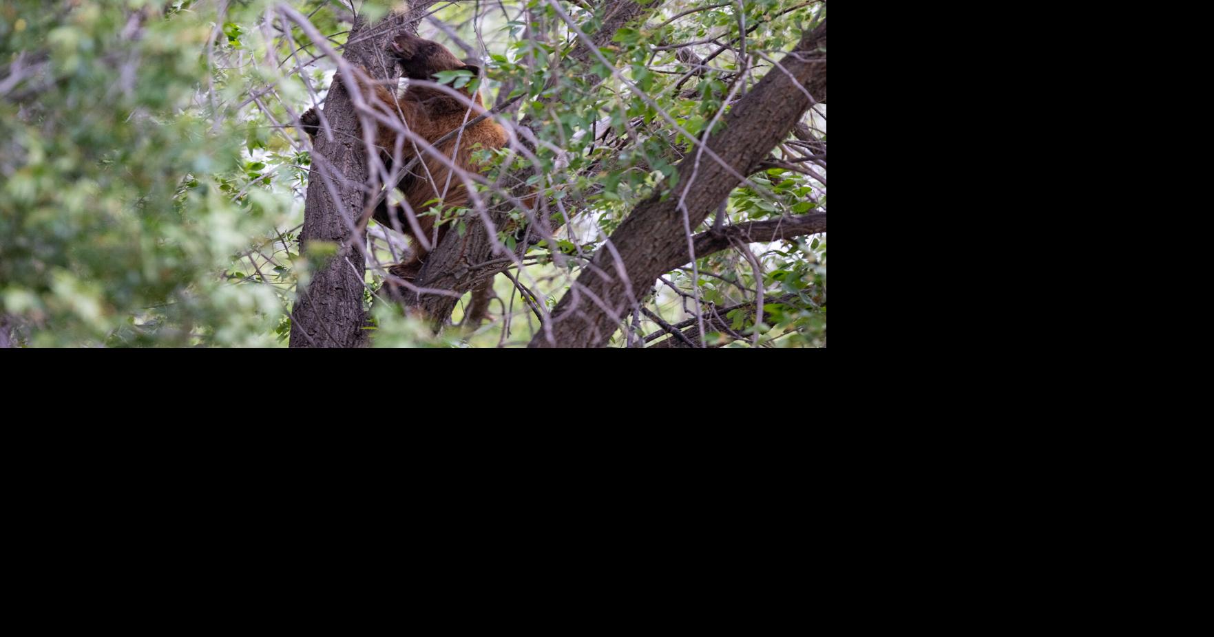 Read morePolice respond to treed bear near Smiths in Taos