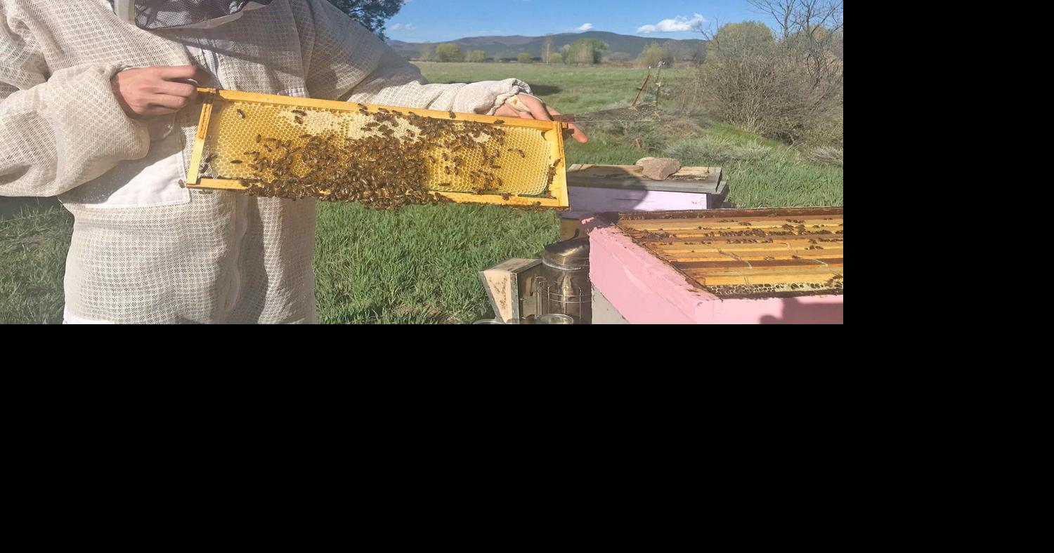 Pollinator decline and what you can do about it | Great-outdoors ...