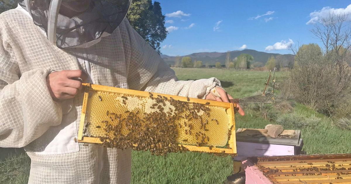 Pollinator decline and what you can do about it | Great-outdoors ...