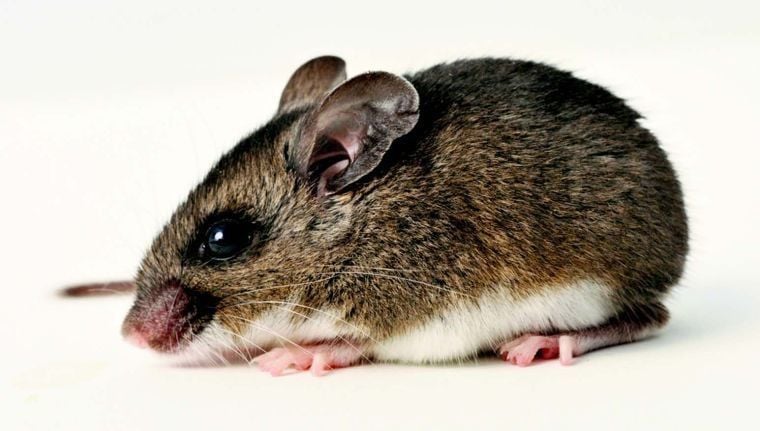 Mouse genus on sale