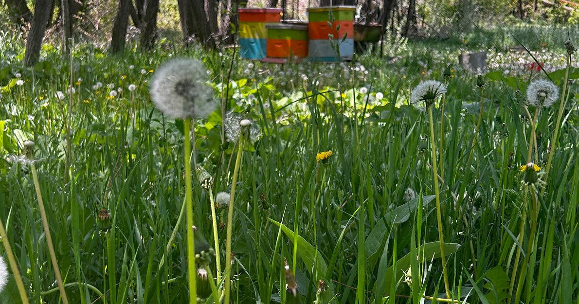 Honeybee health in New Mexico - Vimarsana News