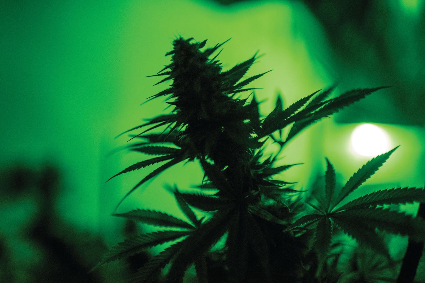Growing New Mexico’s medical marijuana | Local News | taosnews.com