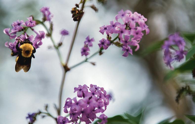 Taos Lilac Festival puts a spring in your step Arts