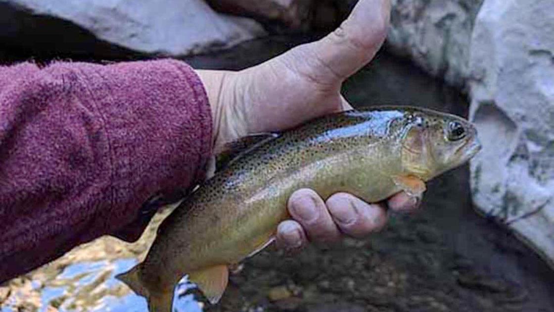New Mexico Department of Game and Fish Sports