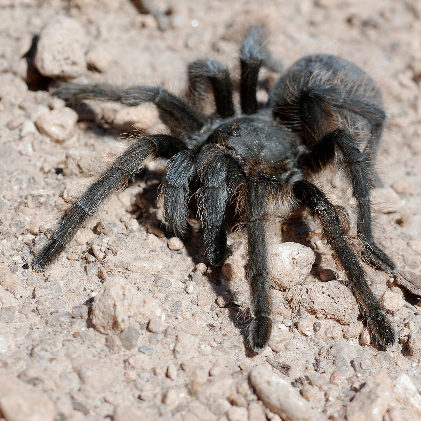 Enviro Brief Tarantula Migration Underway Environment Taosnews Com