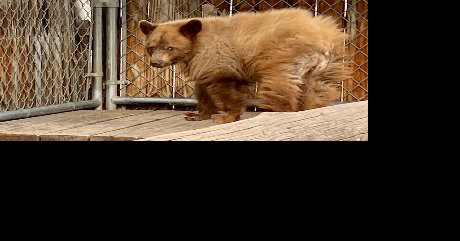 Bear cub rescued from dumpster to return to wild | Environment ...