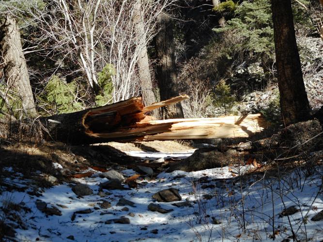 Fallen tree on Yerba Canyon Trail.JPG