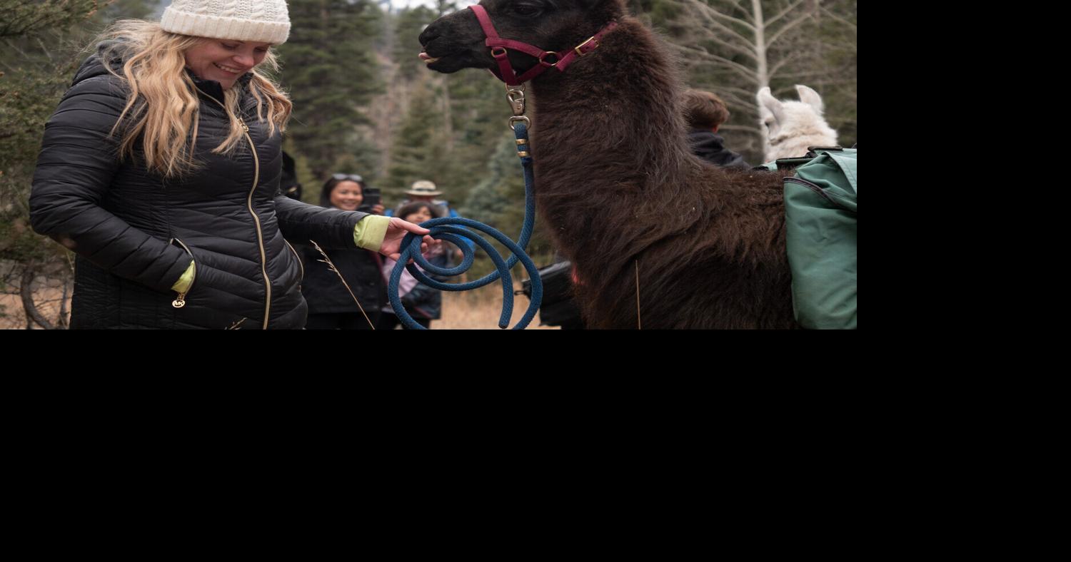 Hike the high country with a woolly guide