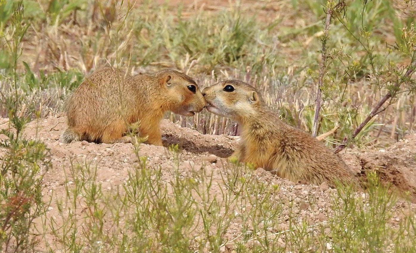 Getting to know New Mexico wildlife | Great-outdoors | taosnews.com