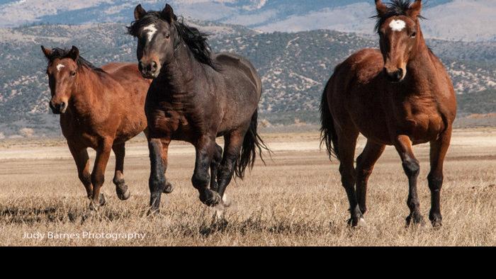 Mustangs On Wild Horse Mesa Carry Centuries Old Genes News