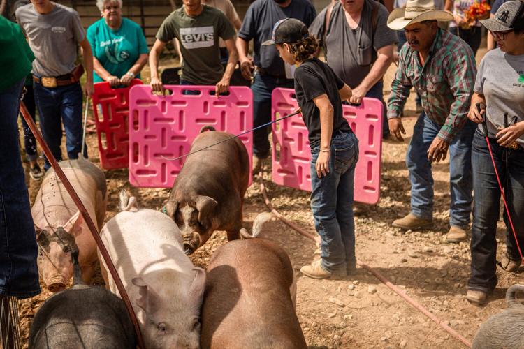 Taos County Fair 2021 results Local News