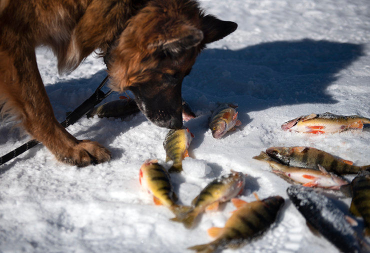 Photo Gallery Ice fishing at Eagle Nest Local News